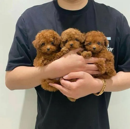 Piękne szczenięta rasy Red Cavapoo dostępne – zapraszamy do oglądania.