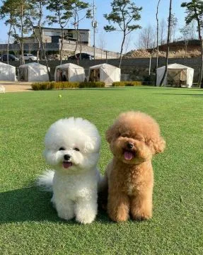 Piękne szczenięta rasy Red Cavapoo dostępne – zapraszamy do oglądania., , Głogów