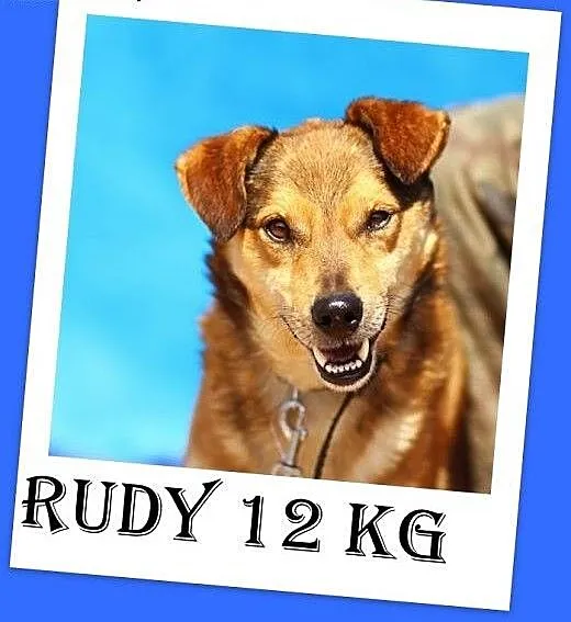 12 kg,przytulaśny,lagodny,przyjazny,wesoły piesek