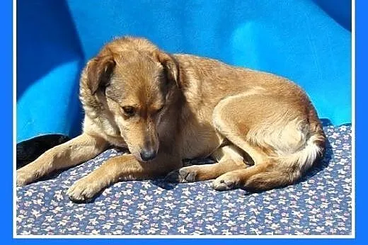 12 kg,przytulaśny,lagodny,przyjazny,wesoły piesek 