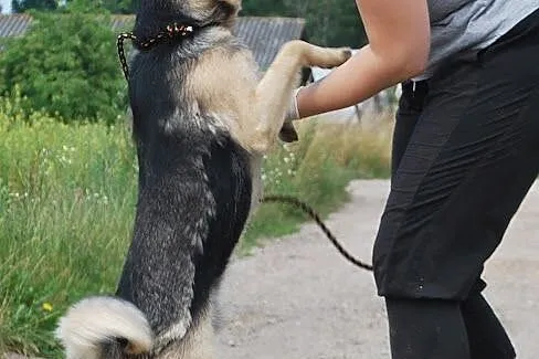 Młodziutki kochany Semi czeka na dom,  śląskie Kat