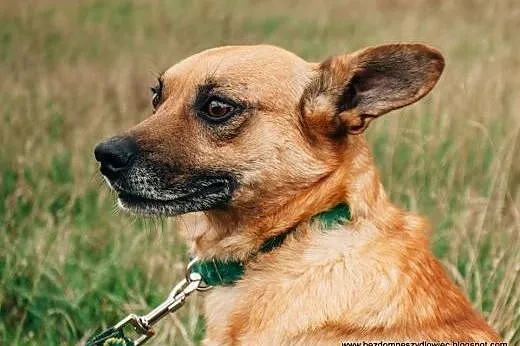 Wedel - sympatyczny rudzielec do adopcji,  śląskie
