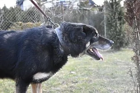 MORUS duży pies &#8211;przyjaciel rodziny jak , Warszawa