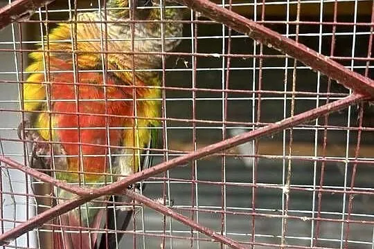 Sprzedam papugi Rudosterki, Podkarpackie, Przemyśl