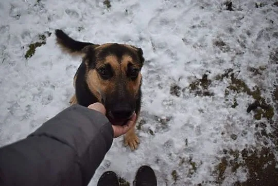 Newton - wyjątkowy pies do adopcji ,  kujawsko-pom, Toruń