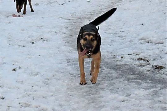 Newton - wyjątkowy pies do adopcji ,  kujawsko-pom, Toruń