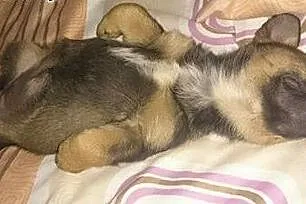 Przecudowny SZCZENIACZEK, super maluszek szuka pilnie domu!,  Kundelki cała Polska