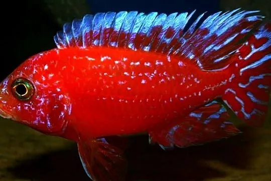 Aulonocara Fire Fish - Pyszczak - Pyszczaki - KURIER