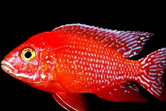 Aulonocara Fire Fish - Pyszczak - Pyszczaki - KURIER, Pomorskie, Gdańsk