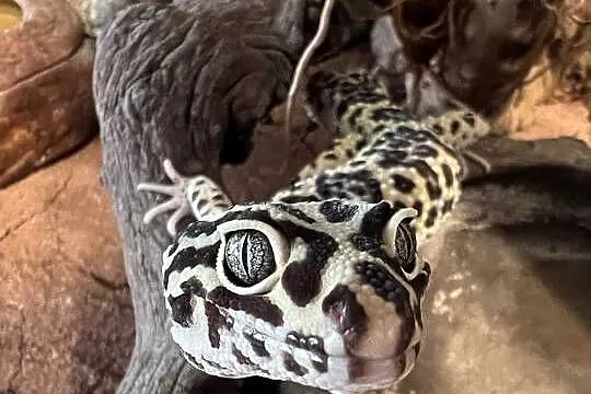 Gekon + terrarium i całe wyposażenie