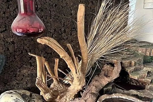 Gekon + terrarium i całe wyposażenie, Śląskie, Ruda Śląska
