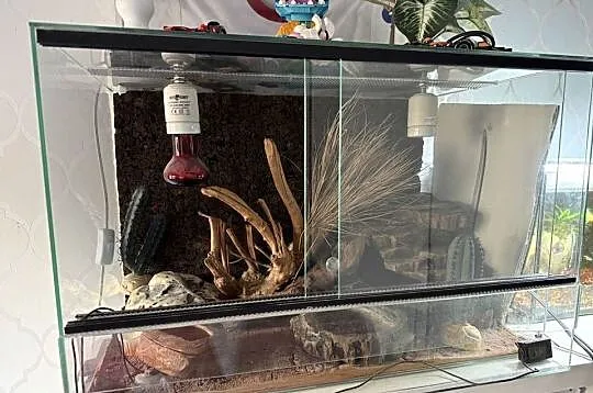 Gekon + terrarium i całe wyposażenie, Śląskie, Ruda Śląska