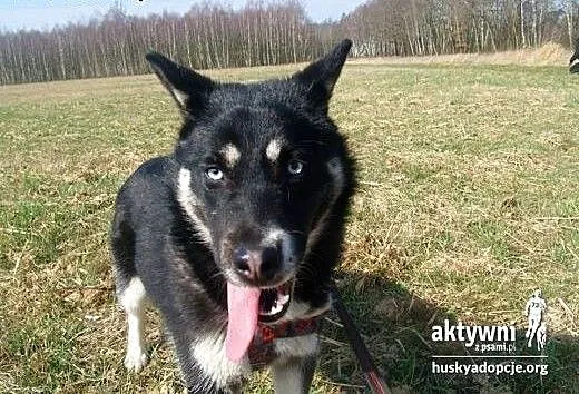 Tara- 8 miesięczna niebieskooka prześliczna sunia,