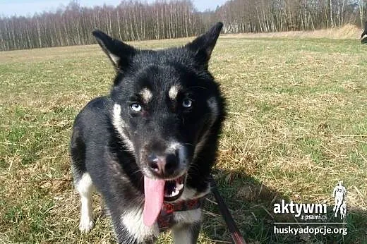 Tara- 8 miesięczna niebieskooka prześliczna sunia,