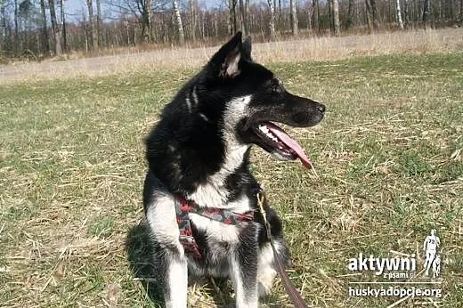 Tara- 8 miesięczna niebieskooka prześliczna sunia,