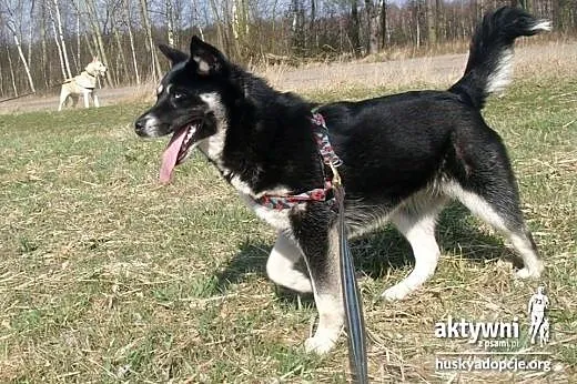 Tara- 8 miesięczna niebieskooka prześliczna sunia,