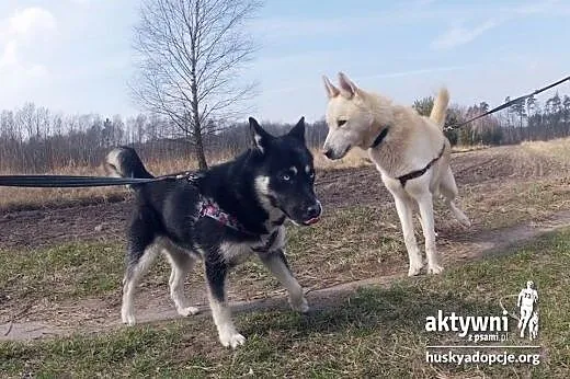 Tara- 8 miesięczna niebieskooka prześliczna sunia,