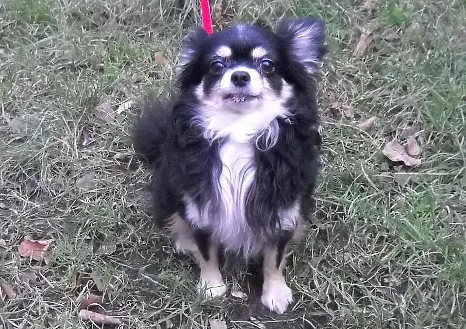 Chihuahua długowłosy tricolor reproduktor z uprawn