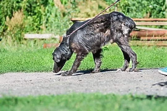 Piksel, młody przystojniak, wesoły psiak skradnie 