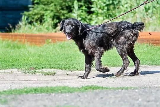Piksel, młody przystojniak, wesoły psiak skradnie 