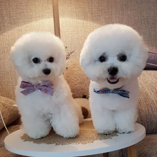 Urocze szczenięta rasy bichon frise na sprzedaż......................