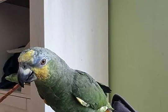 Papuga Amazonka modrobrewa