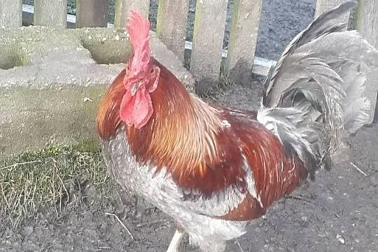 Koguty vorwerk lakefender i inne, Wielkopolskie, Ostrzeszów
