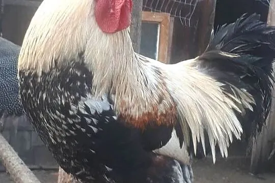 Koguty vorwerk lakefender i inne, Wielkopolskie, Ostrzeszów