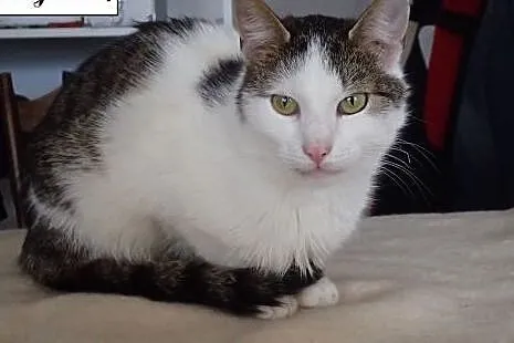 Foxy- suoer koteczka do adopcji,  mazowieckie Warszawa