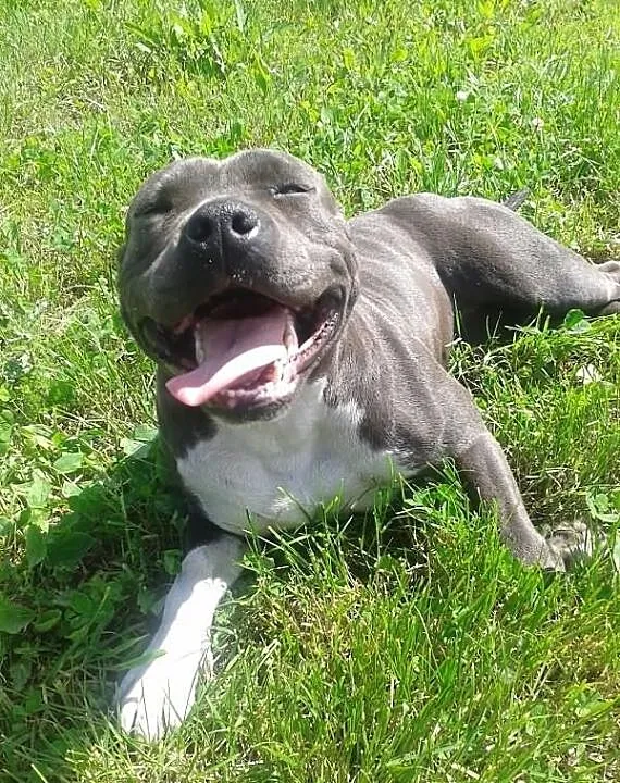 American Staffordshire Terrier BLUE
