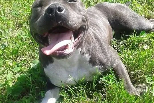 American Staffordshire Terrier BLUE