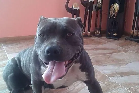 American Staffordshire Terrier BLUE