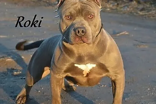American Staffordshire Terrier BLUE