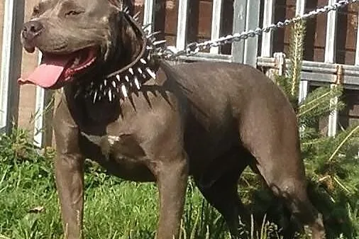 American Staffordshire Terrier BLUE