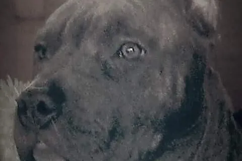 American Staffordshire Terrier BLUE