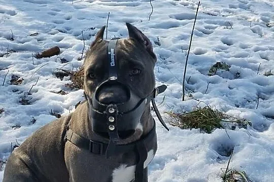 American Staffordshire Terrier BLUE