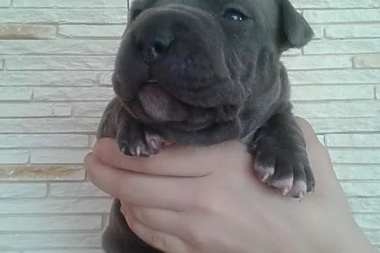 American Staffordshire Terrier BLUE