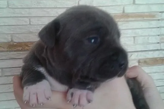 American Staffordshire Terrier BLUE