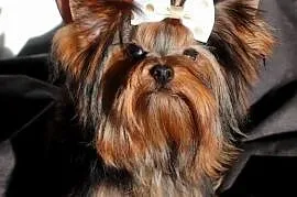 Yorkshire terrier piesek