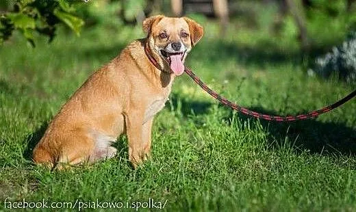 Wesoły Nugacik, grzeczny psiaczek szuka domu, Kun