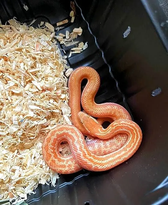 Wąż mahoniowy T- albino z tego roku, Opolskie, Opole