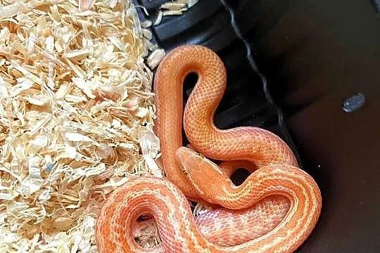 Wąż mahoniowy T- albino z tego roku, Opolskie, Opole