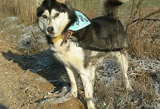 Maya - urocza sunia husky czeka na adopcję, dolno