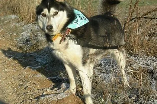 Maya - urocza sunia husky czeka na adopcję, dolnośląskie Wrocław