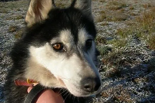 Maya - urocza sunia husky czeka na adopcję,  dolno