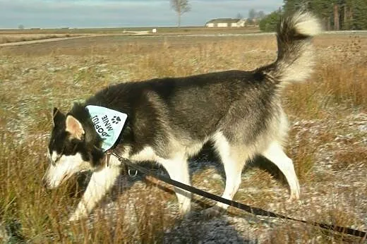 Maya - urocza sunia husky czeka na adopcję,  dolno