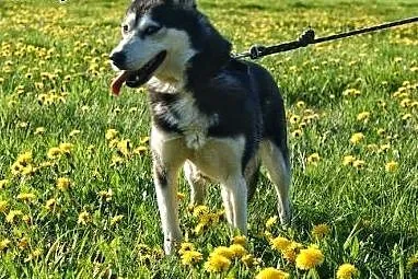 Maya - urocza sunia husky czeka na adopcję,  dolno
