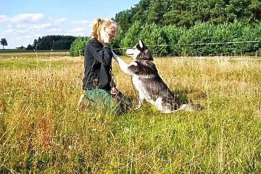 Maya - urocza sunia husky czeka na adopcję,  dolno