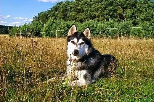 Maya - urocza sunia husky czeka na adopcję,  dolno
