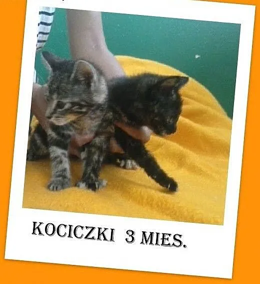 Kocięta 3 mies.,kociczki,szylkretka i pręguska, m
